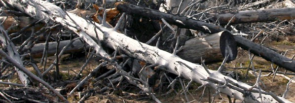 Smetené stromy jako živiny příštího lesa