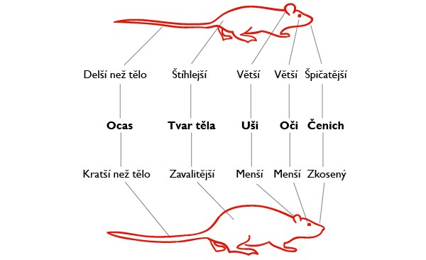 Potkan vs. krysa