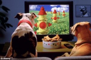 chiens devant télé 2