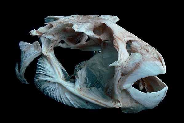 Ostenec žlutolemý (Pseudobalistes flavimarginatus)