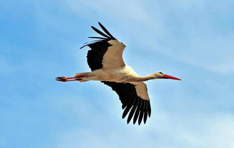 the white stork