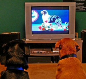 chiens devant télé 1