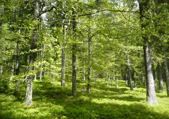Smíšený les na jižním svahu