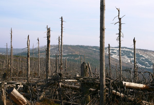 Debrník za minulou generací lesa