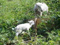 Photos des moutons du talus