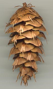 Šiška douglasky tisolisté / Douglas fir cone