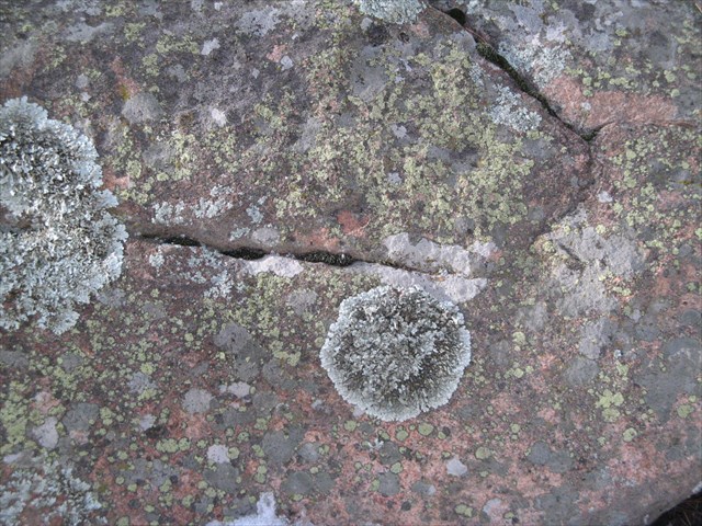 lichen photo