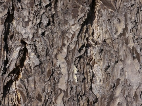 Kůra dospělé douglasky tisolisté / Douglas fir bark