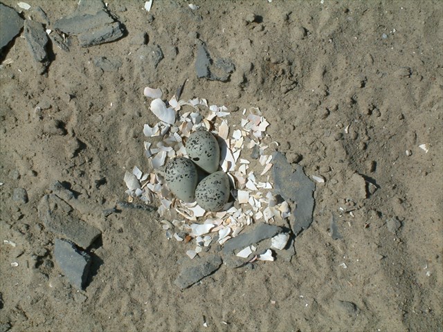 vejce kulíka krotkého Charadrius pallidus