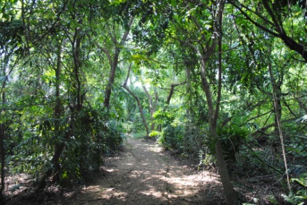 Mahim Nature Park - Beautiful trail