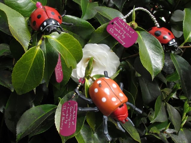 A Ladybug infestation - March 2014