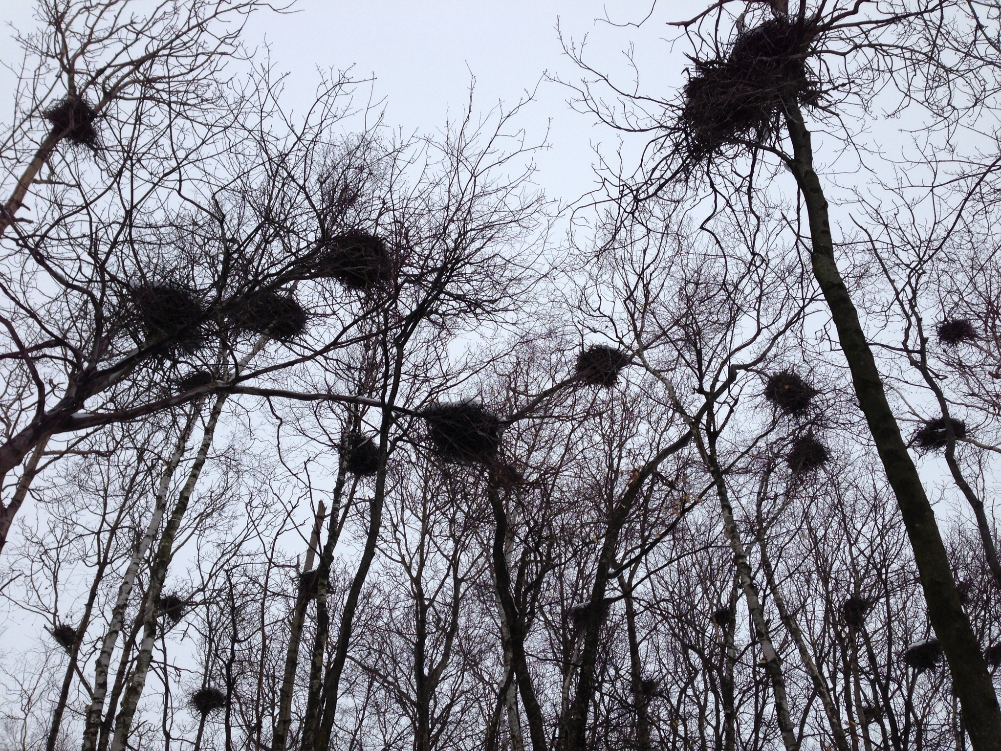 heron nests